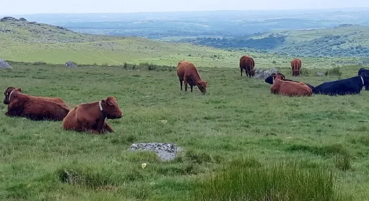 Cattle wearing Nofence GPS collars. Photo by the South West Lakes Trust.
