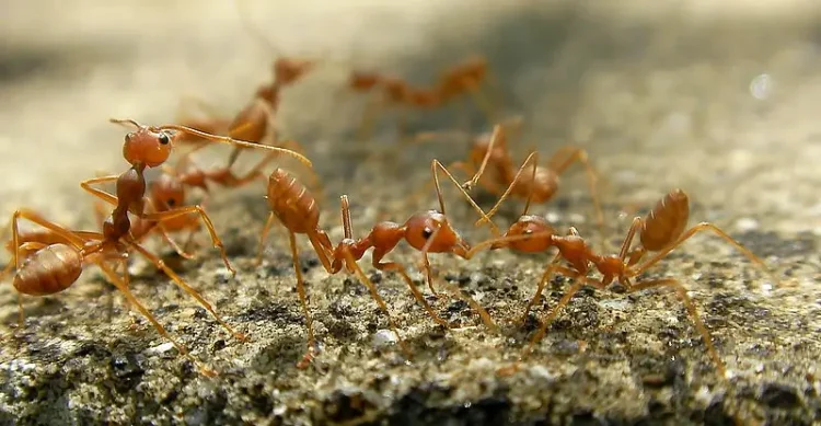 Fire Ants. Photo by Marufish.