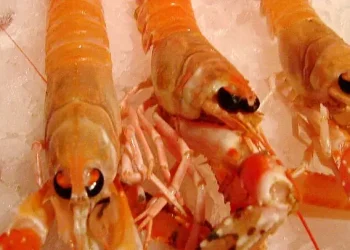 Fresh caught Scottish prawns. Photo by Coliedog Mac.