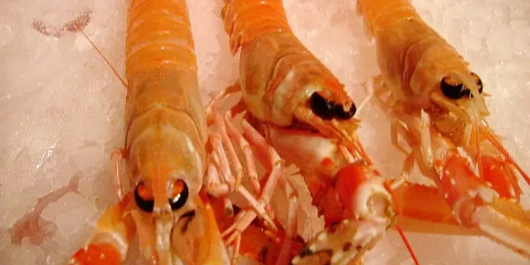 Fresh caught Scottish prawns. Photo by Coliedog Mac.
