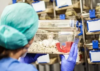Guinea mice in testing lab. Photo by Cm dragon.