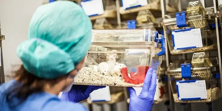 Guinea mice in testing lab. Photo by Cm dragon.