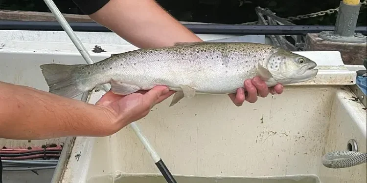 Healthy sea trout returning to spawn in the autumn. Photo by the Environment Agency.