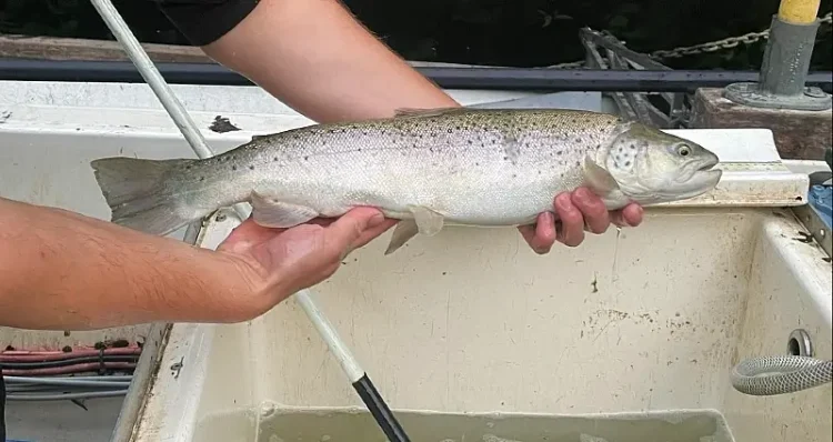 Healthy sea trout returning to spawn in the autumn. Photo by the Environment Agency.