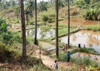 Community fish-farming ponds in a rural African town. Photo by DFID.