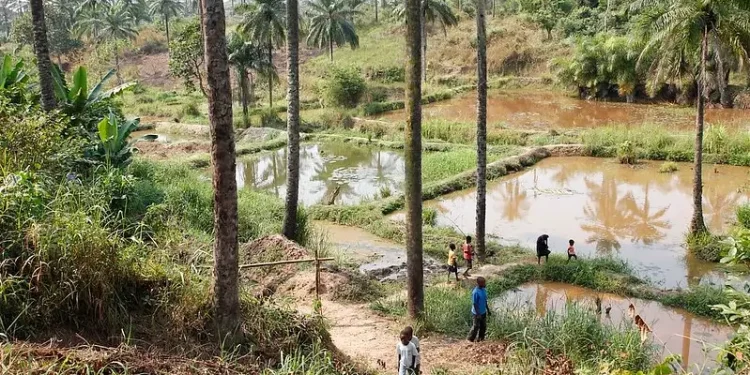 Community fish-farming ponds in a rural African town. Photo by DFID.