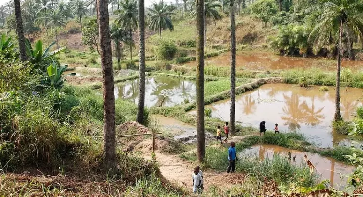 Community fish-farming ponds in a rural African town. Photo by DFID.