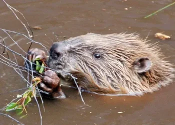 Eurasian beaver. Photo by Paul Stevenson.