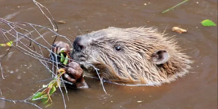 Eurasian beaver. Photo by Paul Stevenson.