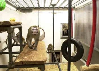 Macaque Monkeys in Research for Animal Testing. Photo by Understanding Animal Research.