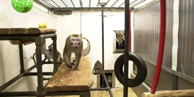 Macaque Monkeys in Research for Animal Testing. Photo by Understanding Animal Research.
