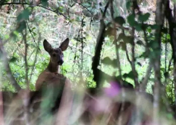 Roe deer amongst young trees. Photo by Simon Powne.
