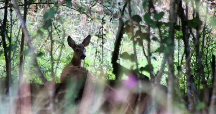 Roe deer amongst young trees. Photo by Simon Powne.
