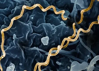 Treponema pallidum Bacteria - Syphilis. Photo by NIAID.