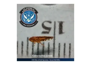 Osbornellus salsus found in Port of San Luis, Arizona. Photo by the CBP.