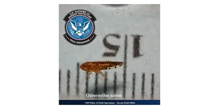 Osbornellus salsus found in Port of San Luis, Arizona. Photo by the CBP.