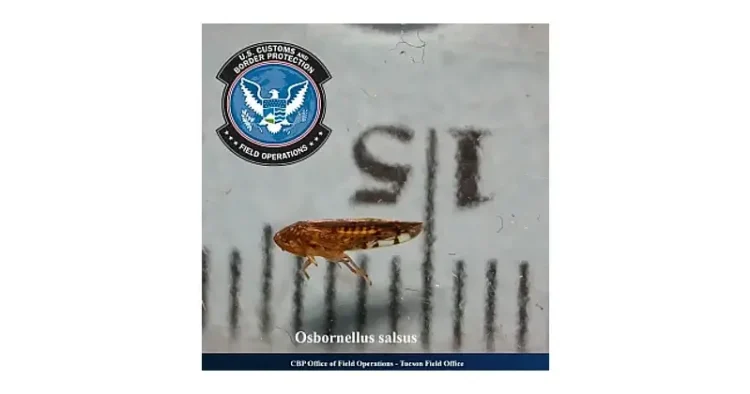 Osbornellus salsus found in Port of San Luis, Arizona. Photo by the CBP.