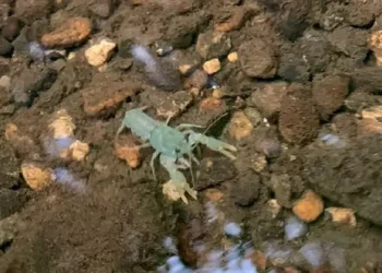 The image shows one of the baby crayfish in the Yorkshire river. Phot by the Environment Agency.