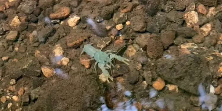 The image shows one of the baby crayfish in the Yorkshire river. Phot by the Environment Agency.