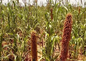 Unripe crops in a Nigerian Farm. Photo by Ibrahim442.