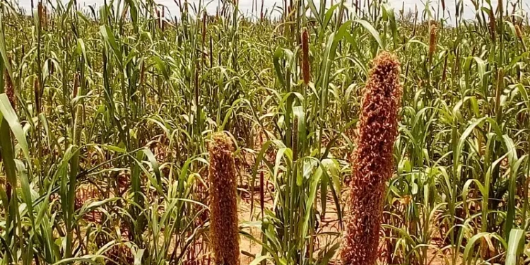 Unripe crops in a Nigerian Farm. Photo by Ibrahim442.