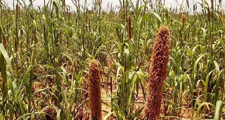 Unripe crops in a Nigerian Farm. Photo by Ibrahim442.