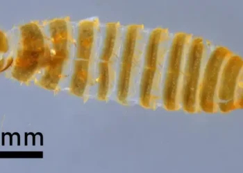 Khapra beetle airport seizure. Photo by CBP.