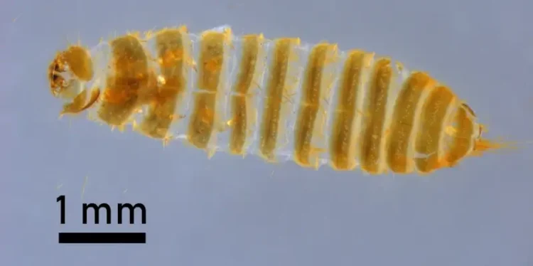 Khapra beetle airport seizure. Photo by CBP.