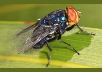 Screwworm - Cochliomyia hominivorax, Key Deer National Refuge, Big Pine Key, Florida. Photo by Judy Gallagher.