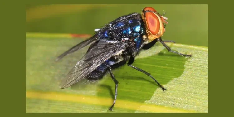 Screwworm - Cochliomyia hominivorax, Key Deer National Refuge, Big Pine Key, Florida. Photo by Judy Gallagher.