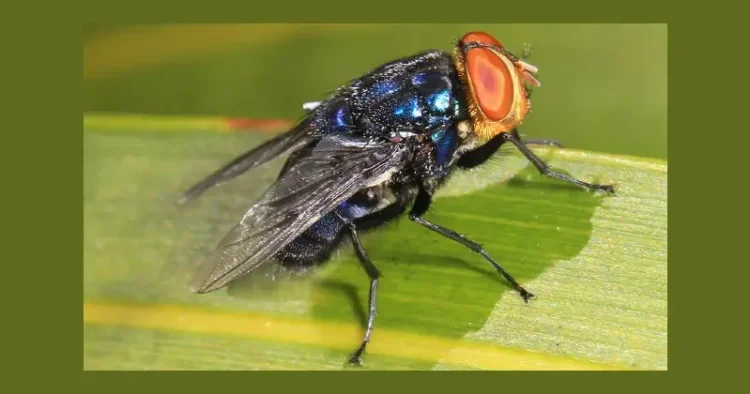 Screwworm - Cochliomyia hominivorax, Key Deer National Refuge, Big Pine Key, Florida. Photo by Judy Gallagher.