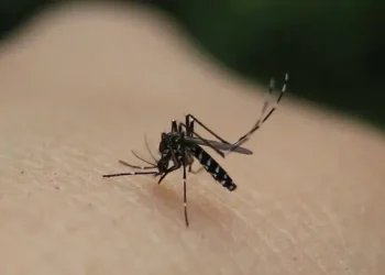 Asian Tiger Mosquito close up view. Photo by naturegirl 78.