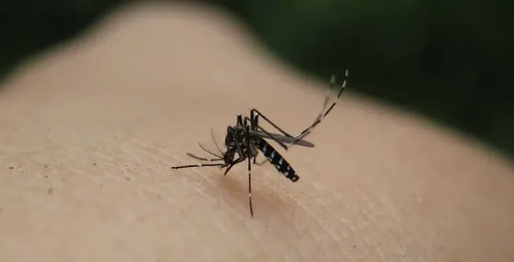 Asian Tiger Mosquito close up view. Photo by naturegirl 78.