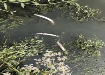 Weeks after Southern Water was given a £90m fine in 2021 for sewage pollution, dozens of fish died in another incident. Photo by the Environment Agency.