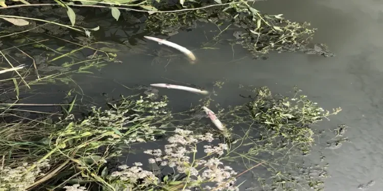 Weeks after Southern Water was given a £90m fine in 2021 for sewage pollution, dozens of fish died in another incident. Photo by the Environment Agency.