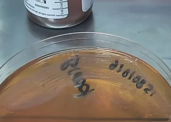 Bloodstream Infection by Serratia marcescens in a Neonate- Culture Growth in Broth and Agar Media. Photo by Ajay Kumar Chaurasiya.