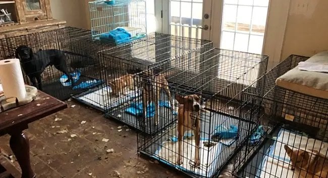 Animal Rescue Group Leaders Sentenced in Animal Cruelty Case. Photo by Loudoun County.